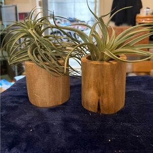 Natural driftWood Air Plant Holders